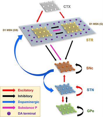 A Multi-Scale Computational Model of Levodopa-Induced Toxicity in Parkinson's Disease